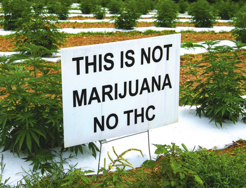 Hemp Cultivation: How Can Potency Testing Help?