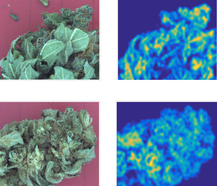 Images Analysis by GemmaCert of Trichome Spread in Cannabis Flowers